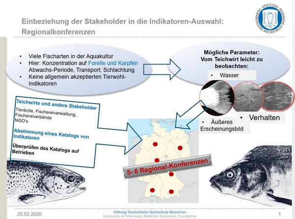 Schaubild Einbeziehung der Stakeholder (Bereich Fische) in die Indikatoren-Auswahl